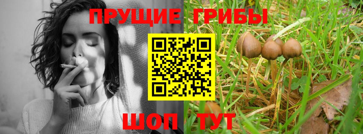 Мурманск  Псилоцибиновые грибы Cubensis  Вход с VPN 